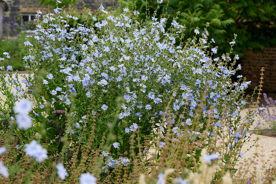 Gewöhnliche Wegwarte (Cichorium intybus)