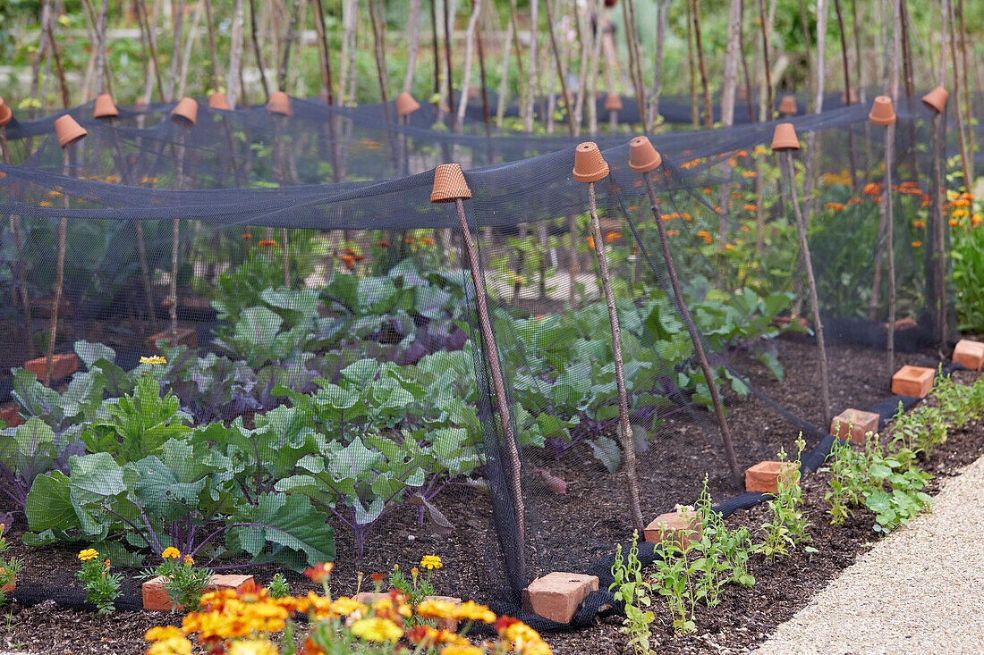 Vegetable garden