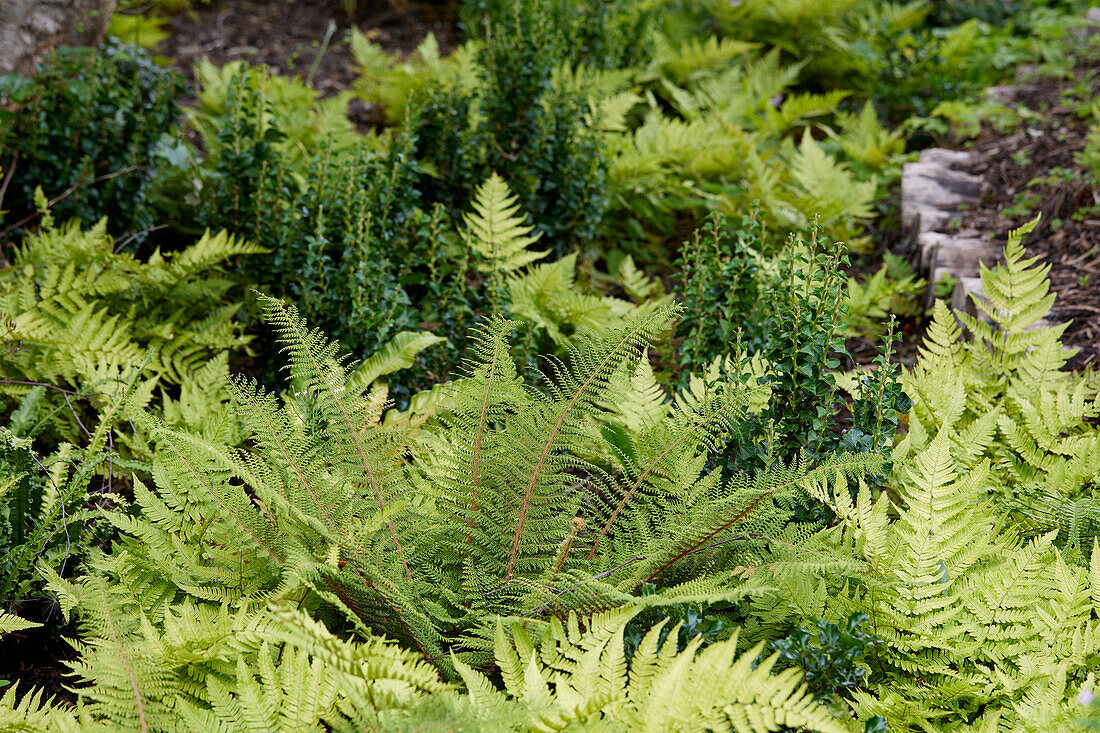 Fern garden