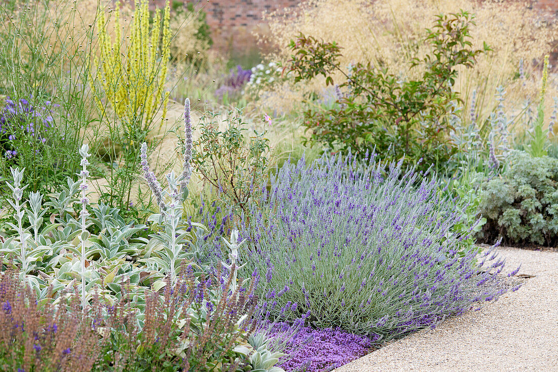 Lavandula