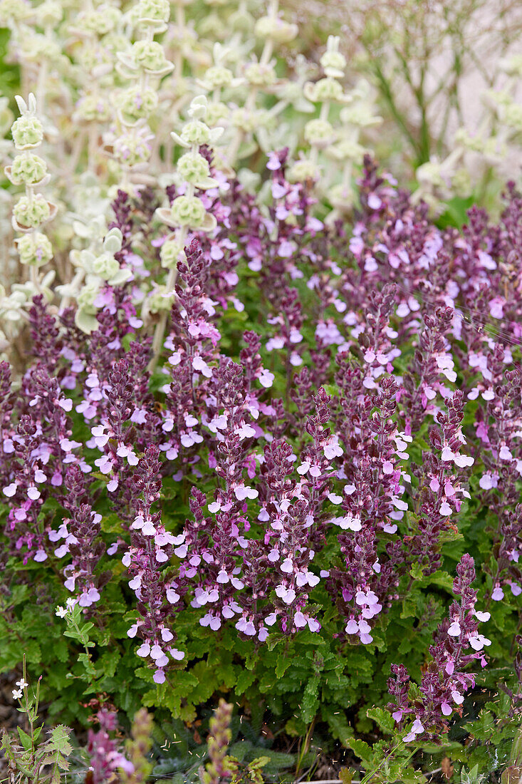 Edel-Gamander (Teucrium chamaedrys L.)