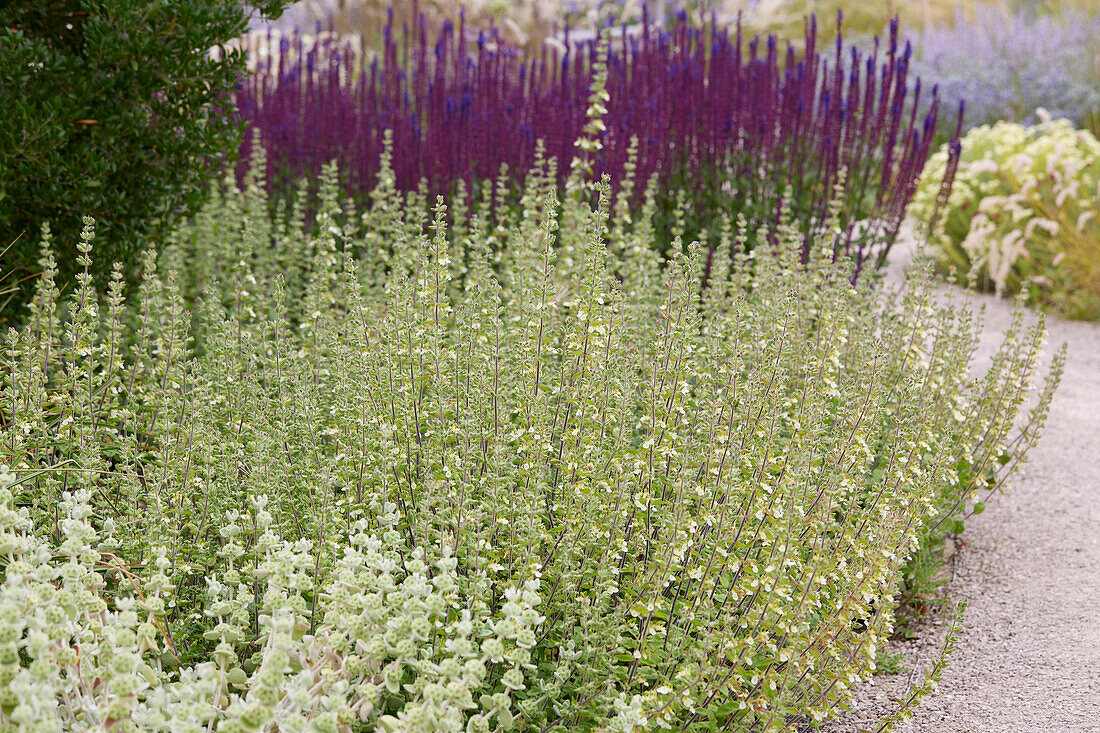 Salvia border