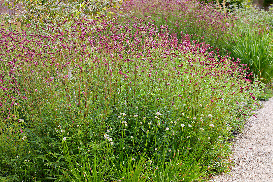 Sanguisorba tenuifolia Purpurea