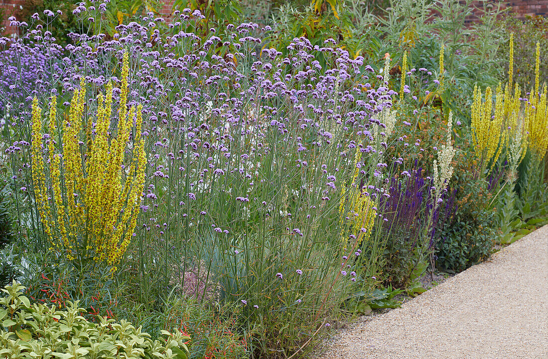 Verbascum lychnitis, Verbena bonariensis