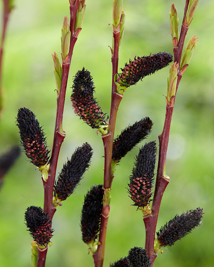 Salix gracilistyla