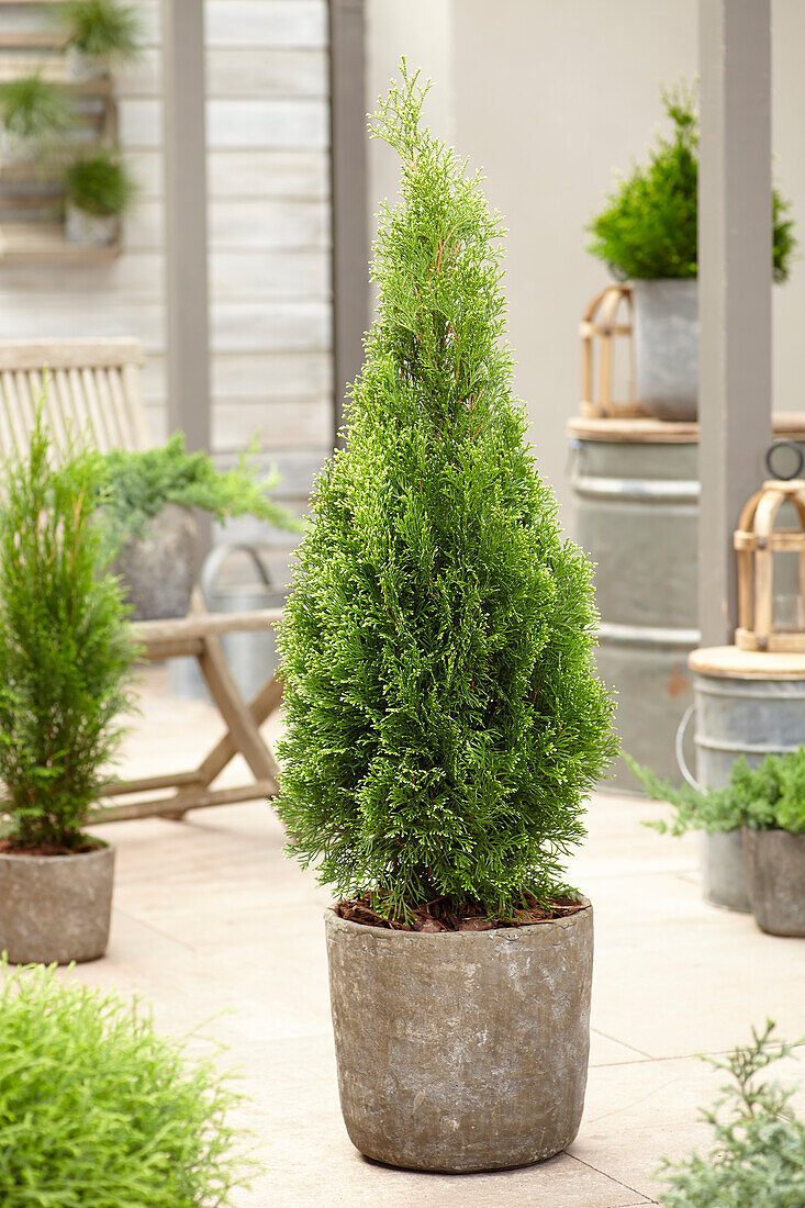 Abendländische Lebensbaum (Thuja occidentalis) 'Bright Smaragd'