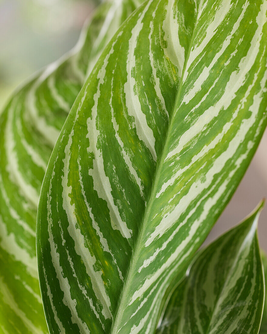 Aglaonema Stripes