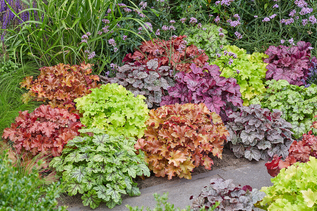 Heuchera border