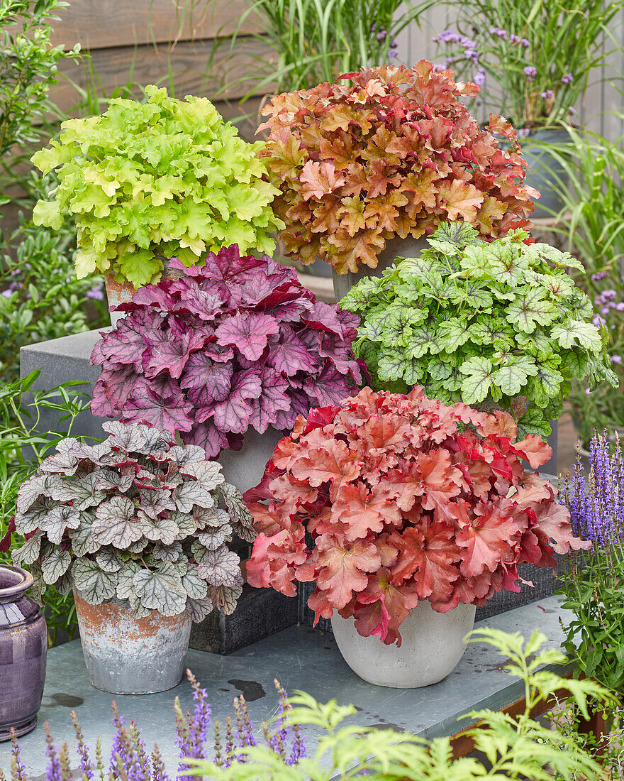 Heuchera collection