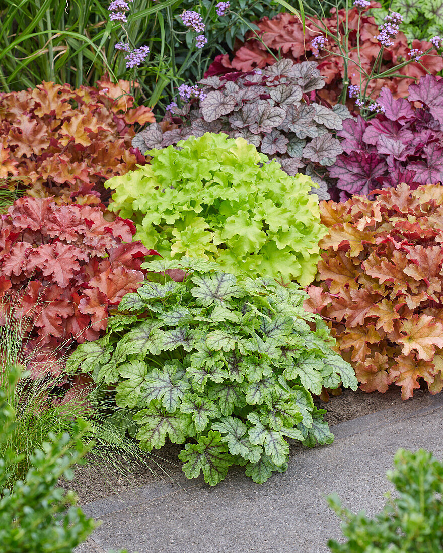 Heuchera border