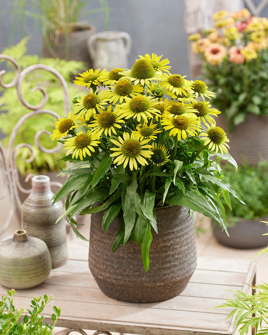 Echinacea Fountain Yellow