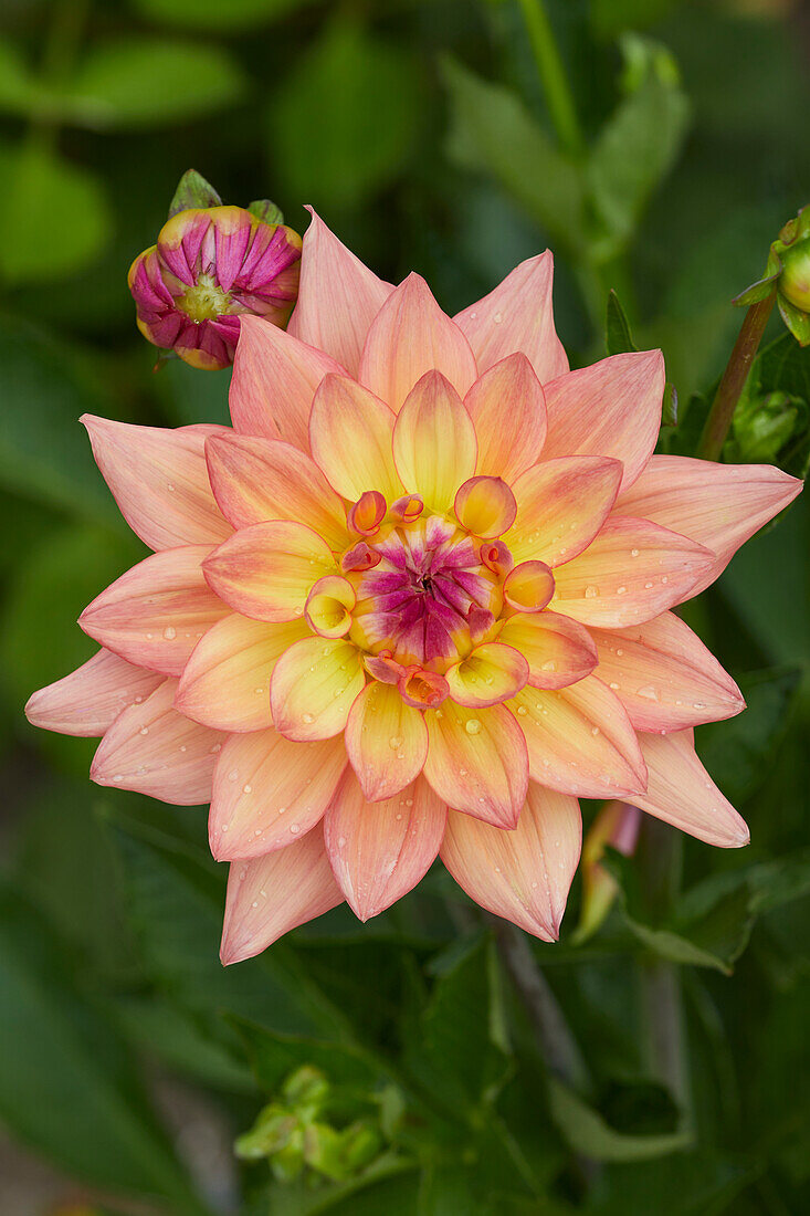 Dahlia Melody Dora