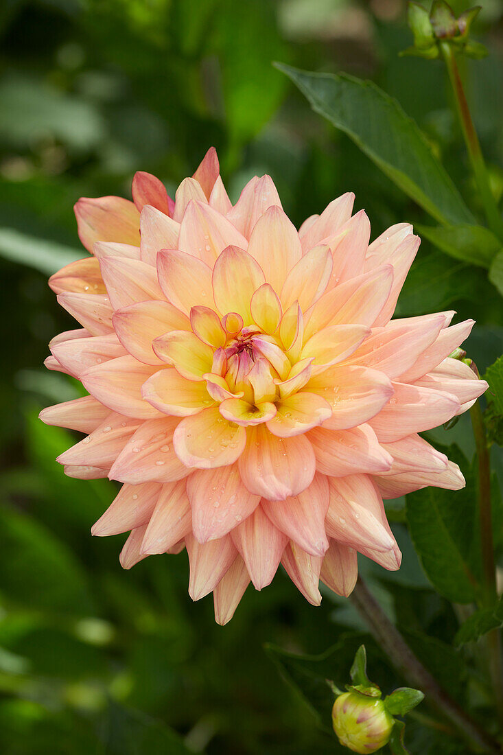 Dahlia Melody Dora