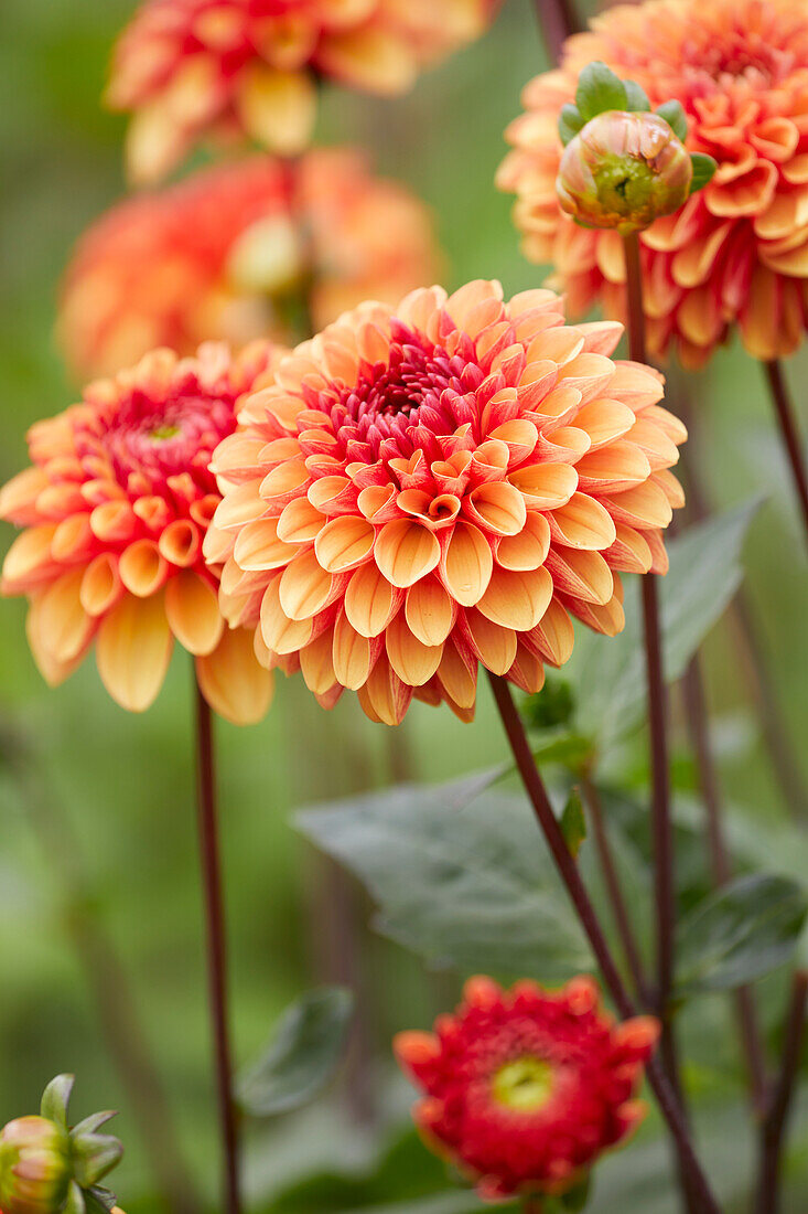 Dahlie (Dahlia) 'American Sunset'