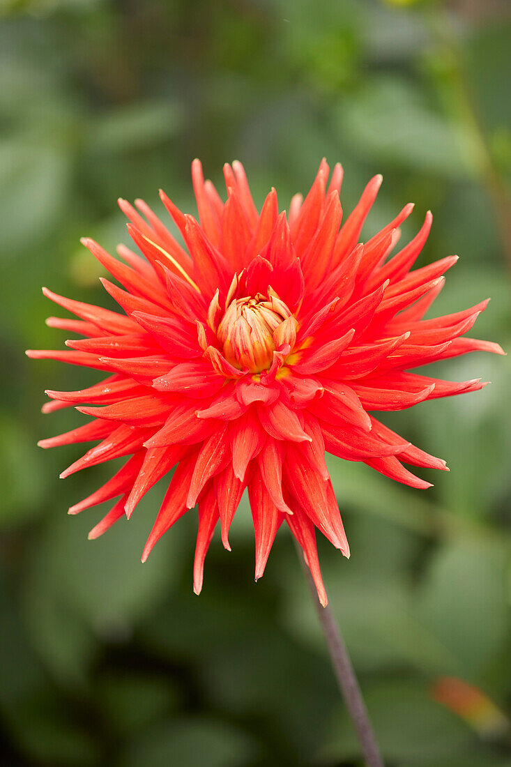 Dahlie (Dahlia) 'Vulcan'