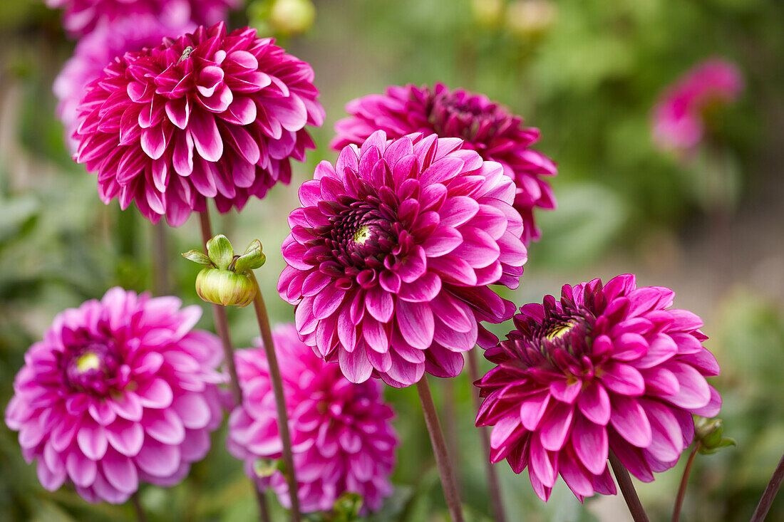 Dahlia Lilac Bull