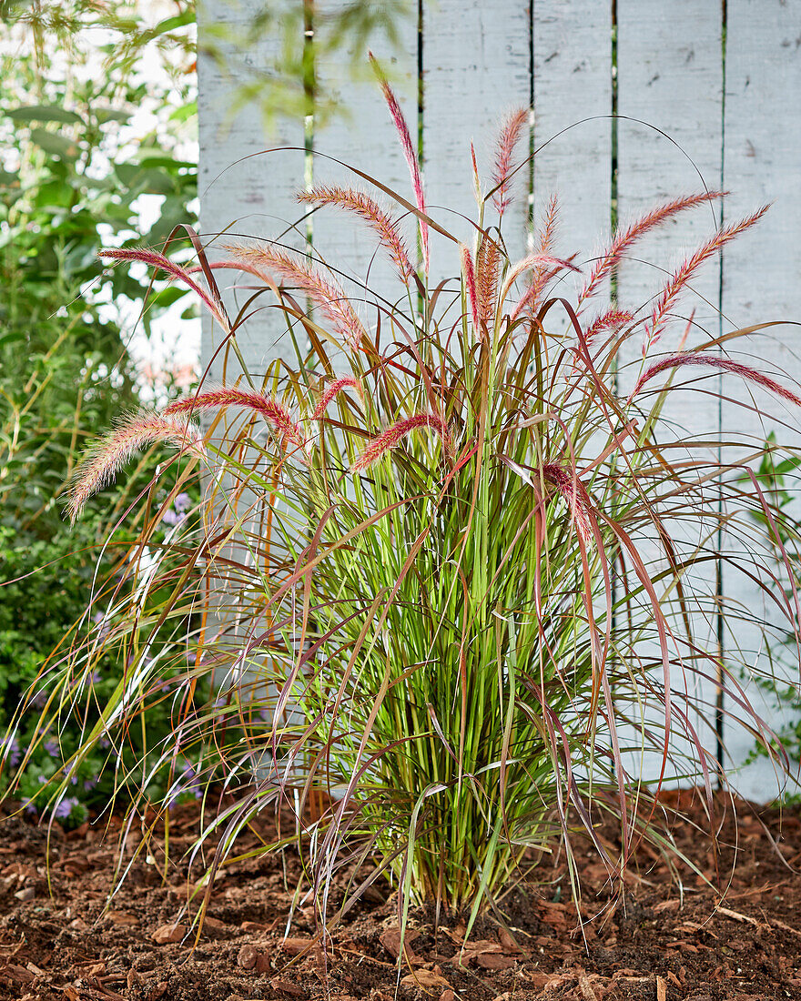 Rotes Lampenputzergras (Pennisetum advena) 'Rubrum'