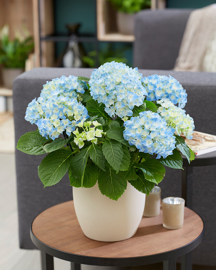 Hydrangea blue