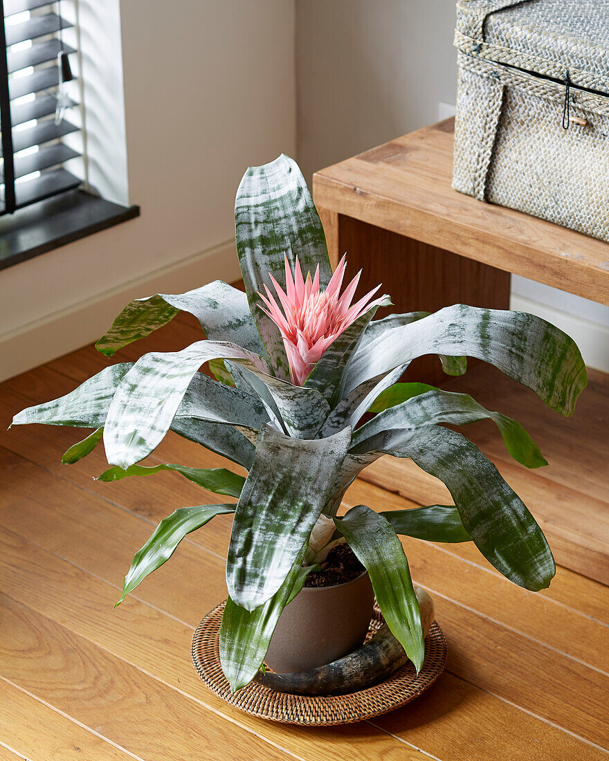 Aechmea fasciata Primera