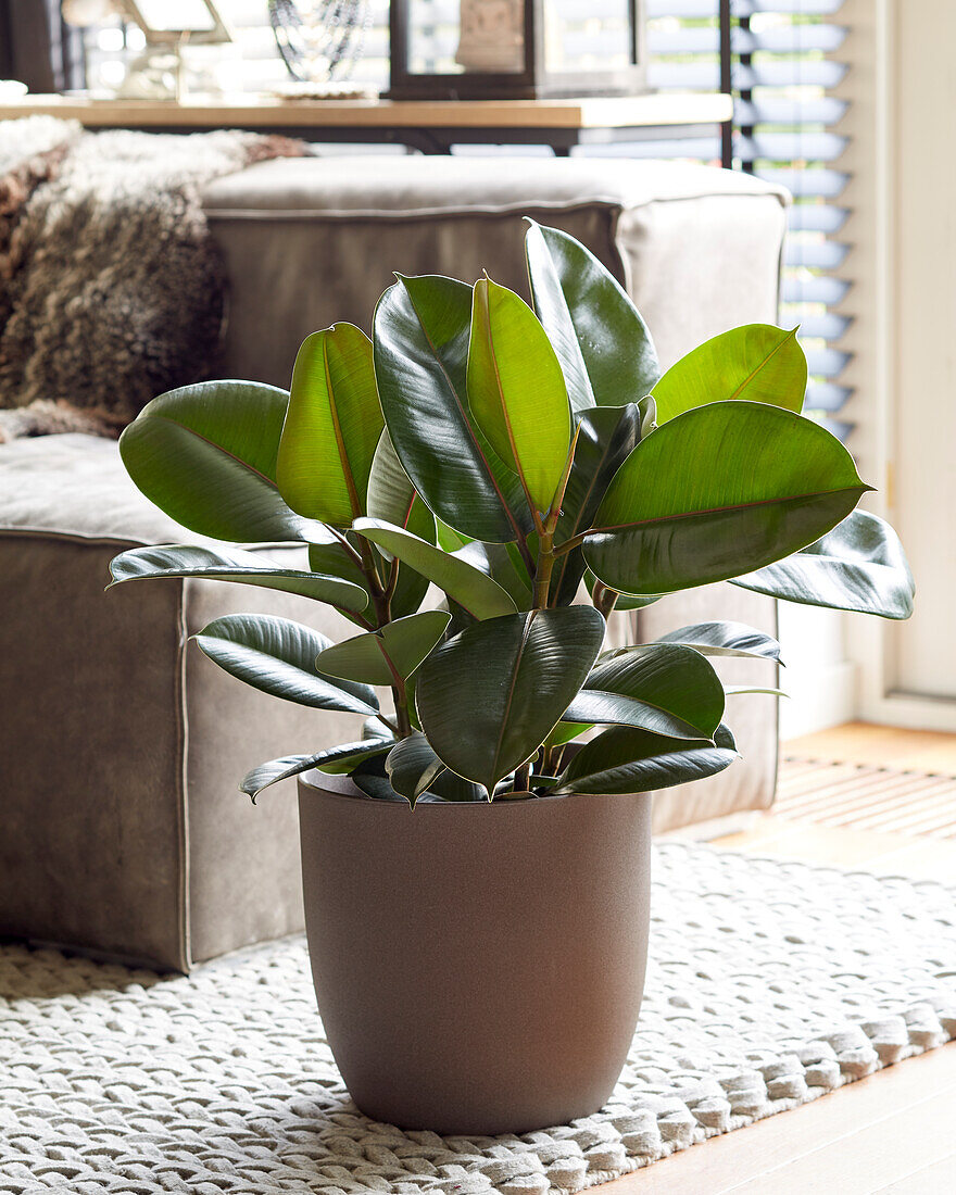 Ficus elastica Robusta