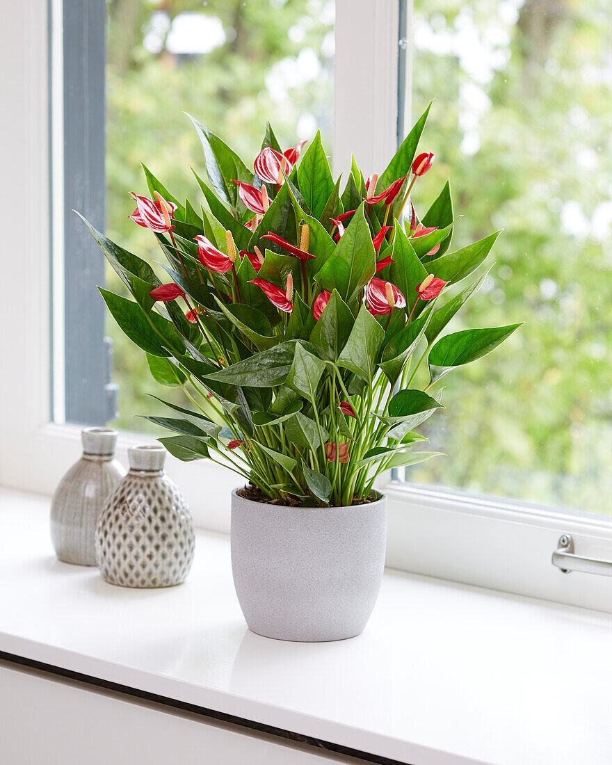 Anthurium andreanum Million Flowers