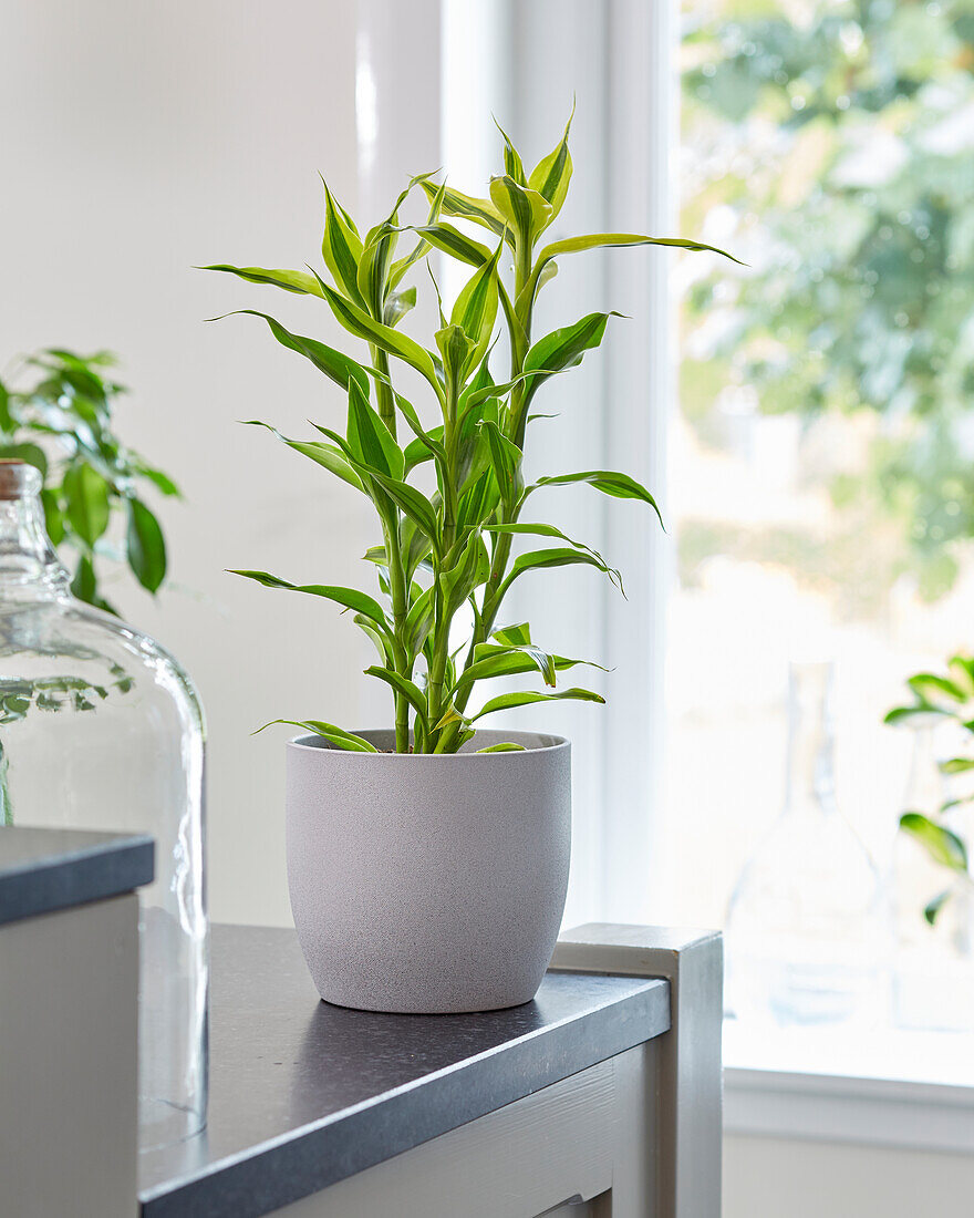 Dracaena sanderiana Yellow