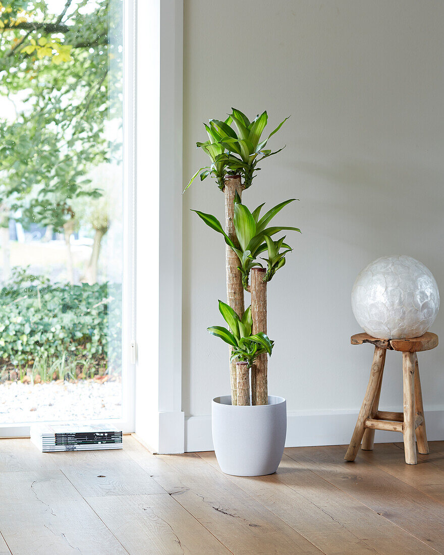 Dracaena fragrans Massangeana