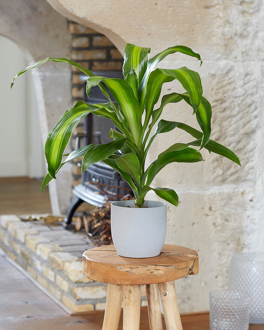 Dracaena fragrans Massangeana