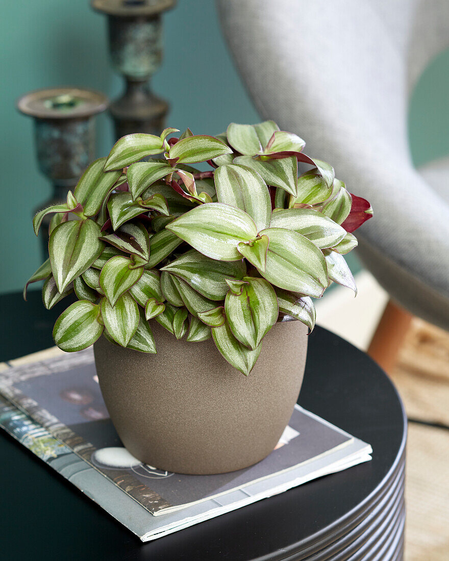 Tradescantia Silver Leaf