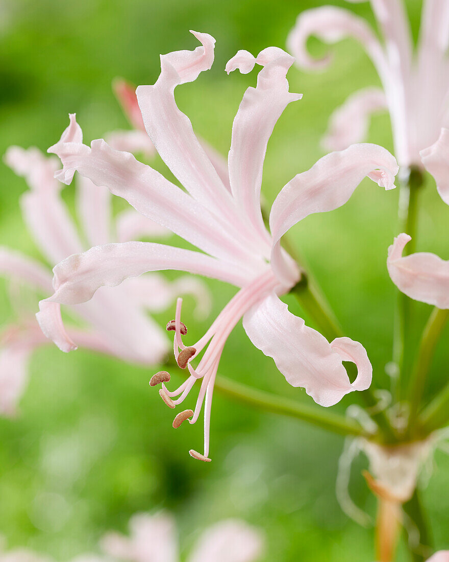 Guernseylilie (Nerine bowdenii) 'Vesta'