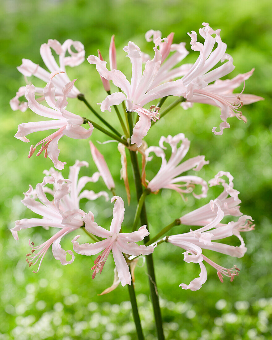 Guernseylilie (Nerine bowdenii) 'Vesta'