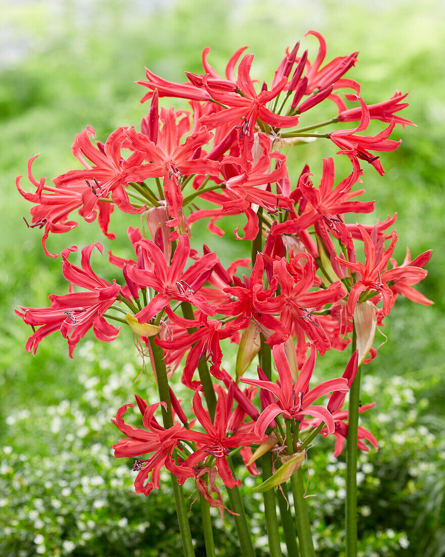 Guernseylilie (Nerine elegance) 'Shades of Cherry'