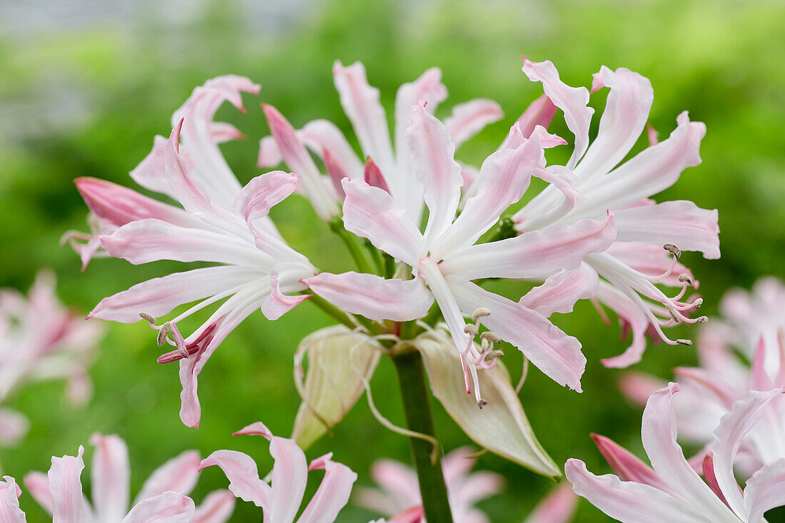 Nerine bowdenii Lipstick