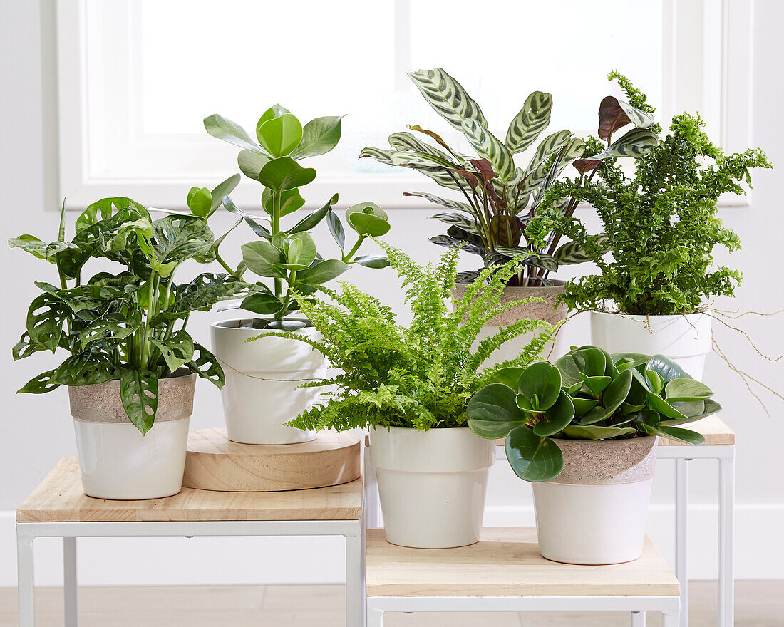 Air purifying indoor plants collection