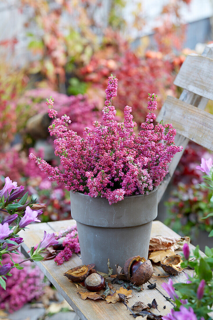 Glocken-Heide (Erica gracilis)