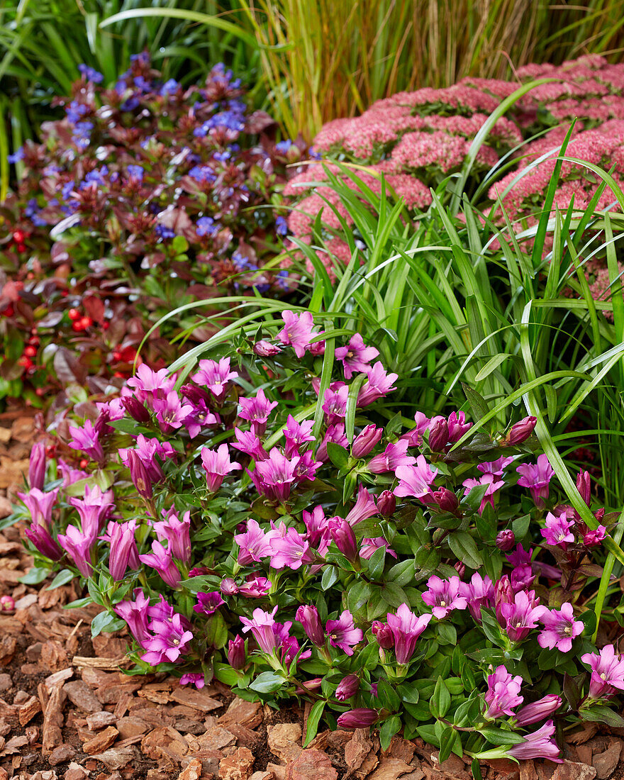 Enzian (Gentiana)rosa