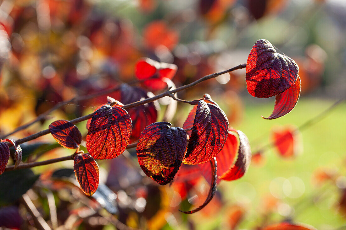 Cornus