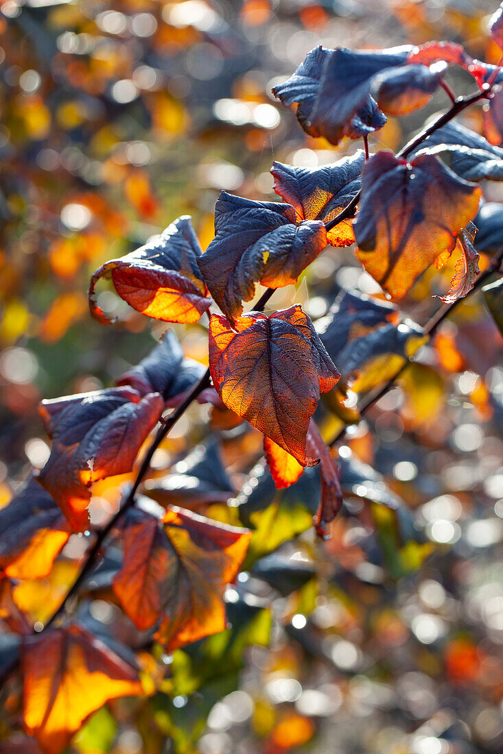 Physocarpus opulifolius Little Devil