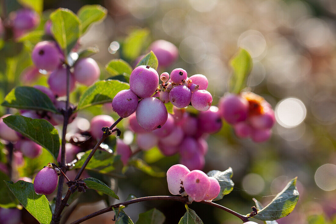 Symphoricarpos Magical Candy