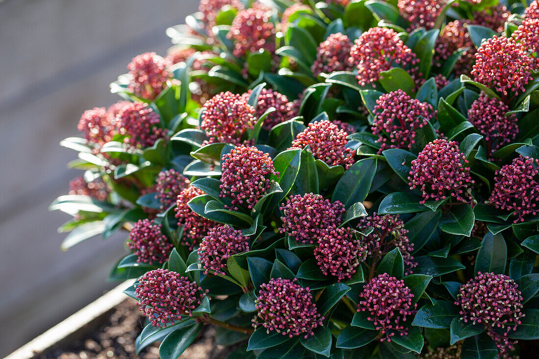 Skimmia japonica Pink Dwarf®