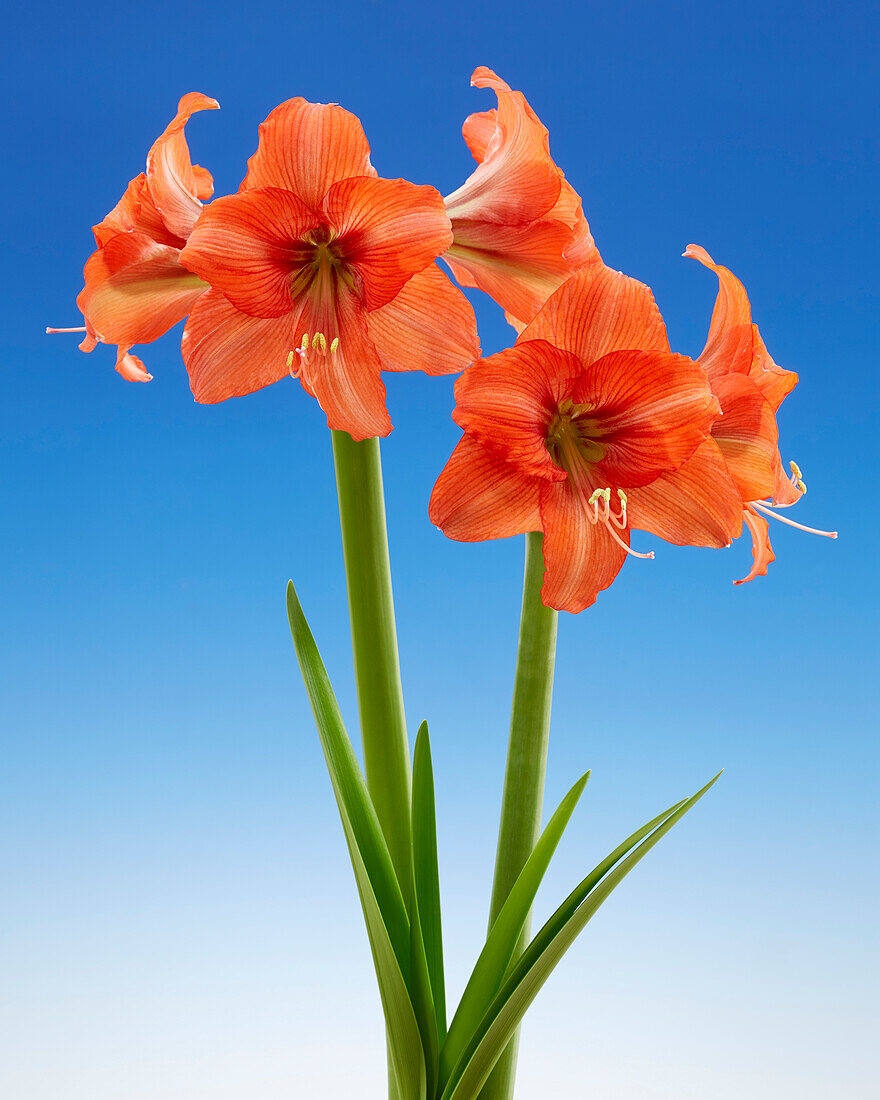 Hippeastrum Orange Queen