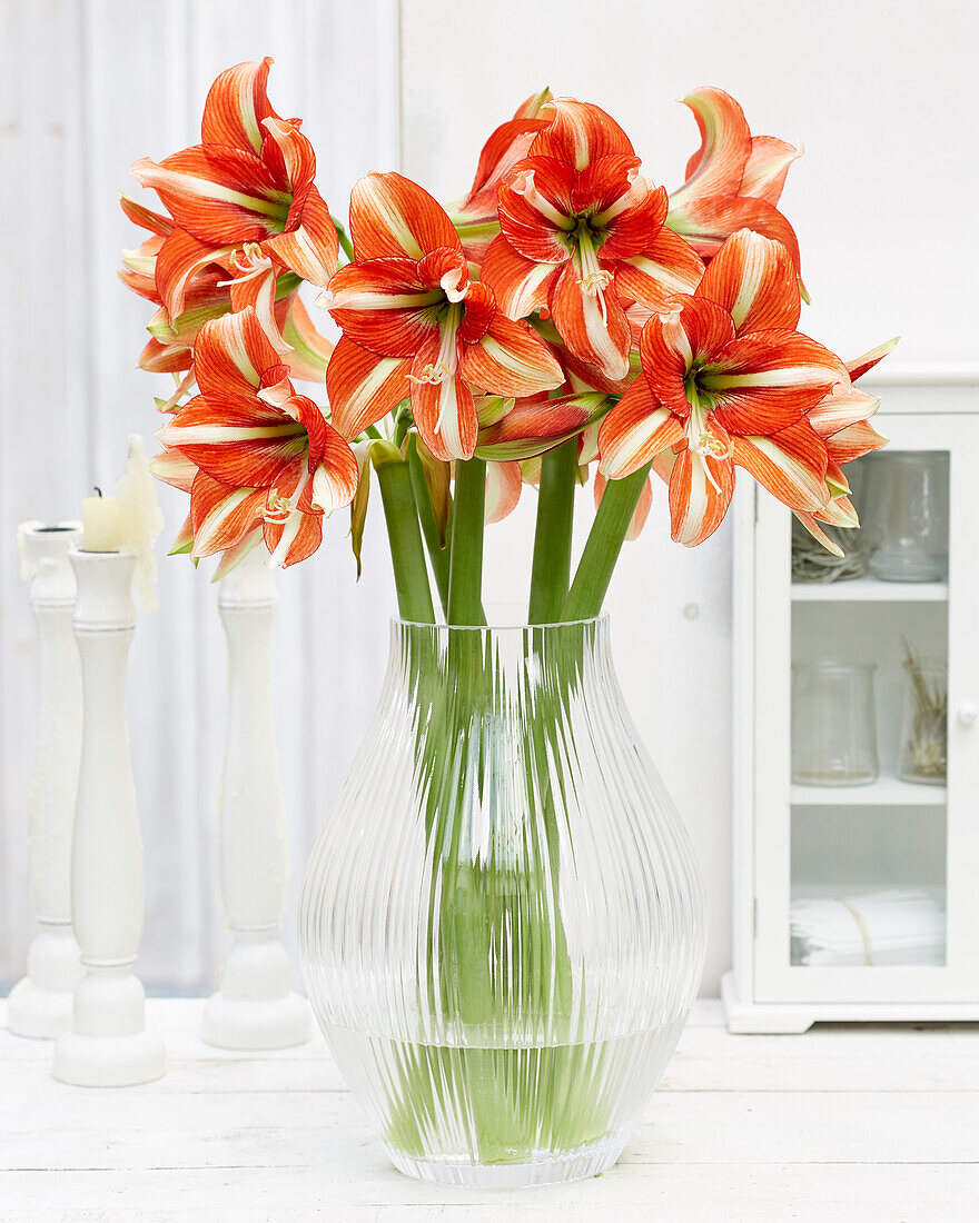 Hippeastrum Sphinx