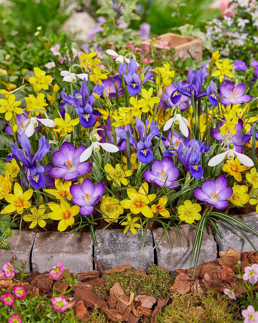 Frühlingsblumenmischung mit Krokus, Schwertlilien, Schneeglöckchen und Narzissen