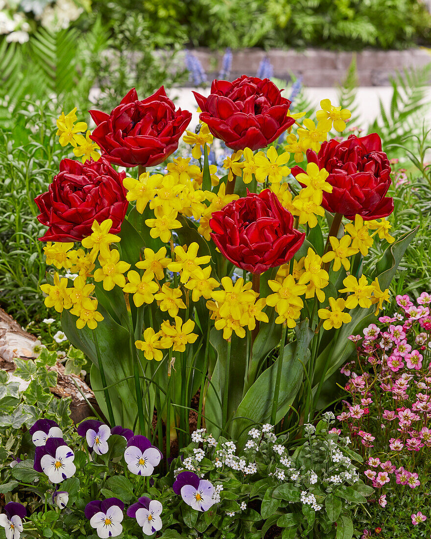 Tulpe (Tulipa) 'Red 2017', Traubenhyazinteh (Narcissus)