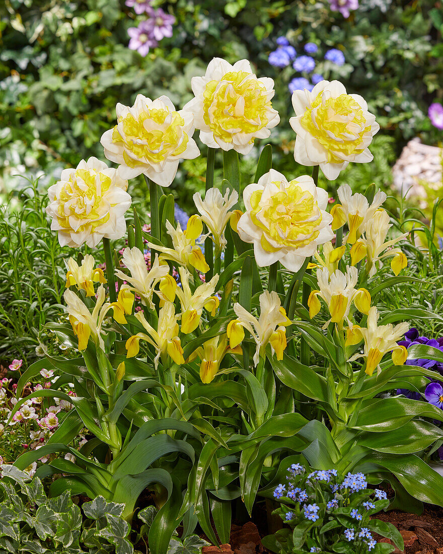 Narcissus Solar Wind, Iris bucharica