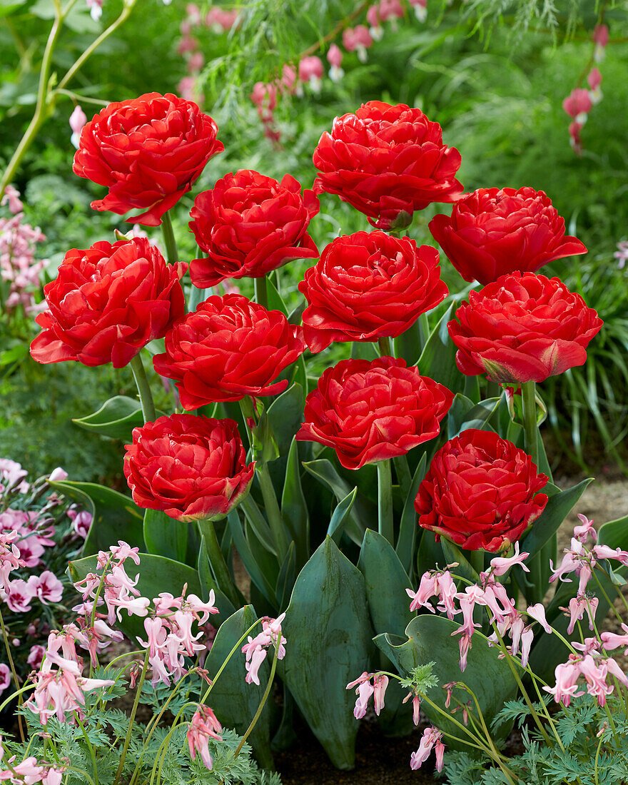 Tulpe (Tulipa) 'Pamplona'