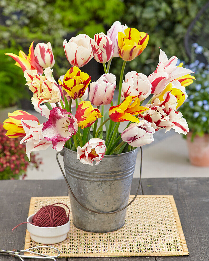 Tulipa bouquet mixed