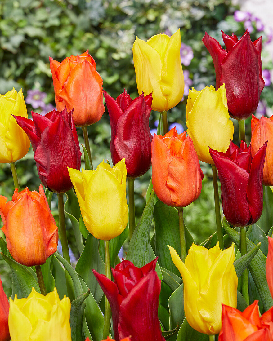 Tulipa mix