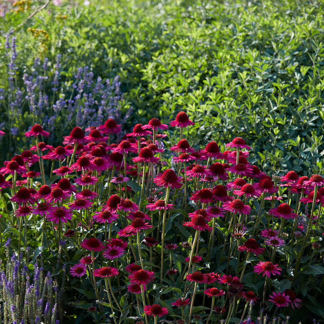 Echinacea purpurea