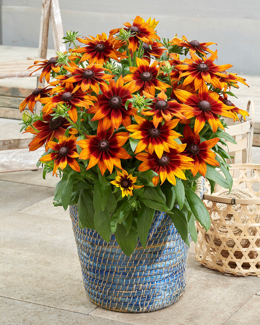 Rudbeckia Summerina™ Sunreef®